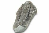 Massive, Flexicalymene Trilobite - Richwood, Kentucky #285635-4